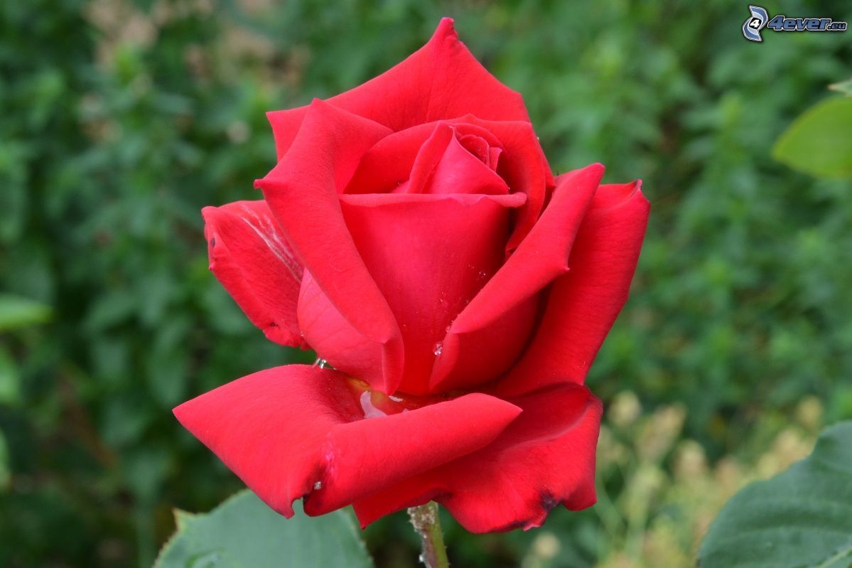 [obrazky.4ever.sk] cervena ruza, puk, kvet 134042