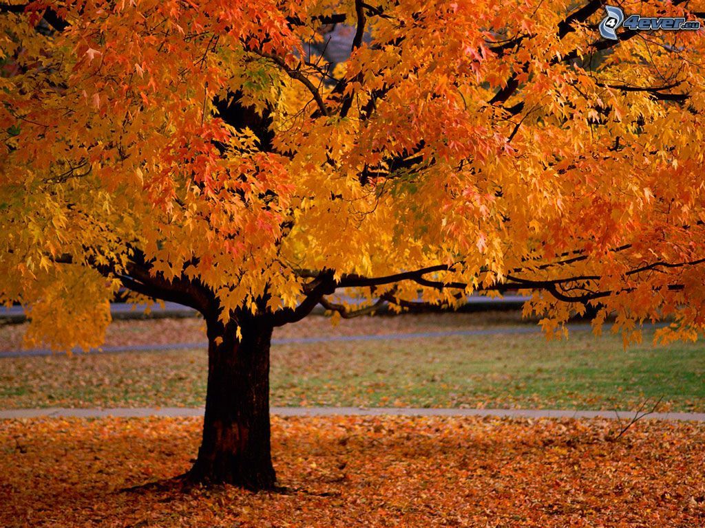 [obrazky.4ever.sk] jesenny strom, park, listie 135410