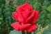 [obrazky.4ever.sk] cervena ruza, puk, kvet 134042