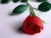 [obrazky.4ever.sk] ruza, lupen, kvet 138878