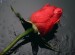 [obrazky.4ever.sk] cevena ruza, kvet, kvapky, rosa 143461