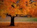 [obrazky.4ever.sk] jesenny strom, park, listie 135410